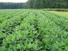 rows of soybean plants in a field