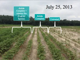Rows of crops labeled "Avicta Complete + Admire Pro (9 oz in-furrow)"; "Avicta Complete"; "Untreated" — July 25, 2013