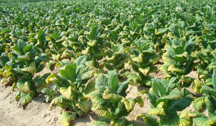 tobacco fertilizer dose per acre Potassium Fertility for Flue-Cured Tobacco: An Overview of Nutrient Demand,  Application Rates, and Deficiency - Tobacco Growers Information