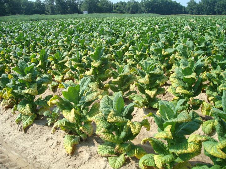 is chewing tobacco high in potassium Potassium Fertility for Flue-Cured Tobacco: An Overview of Nutrient Demand,  Application Rates, and Deficiency - Tobacco Growers Information
