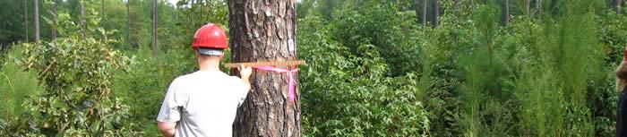 Young man measuring tree diamter with Biltmore Stick