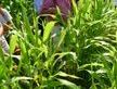 Three people standing among tall green cereal plants in a field, wearing hats