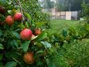 Apples on tree in orchard with bins in background