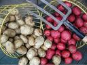 Two baskets of small white and red potatoes with a garden fork