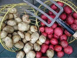 Two baskets of small white and red potatoes with a garden fork