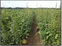 Dirt furrow between dense tall green weeds in an agricultural field