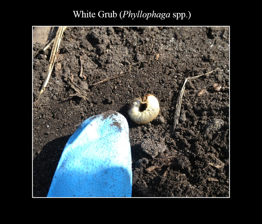 whitegrub