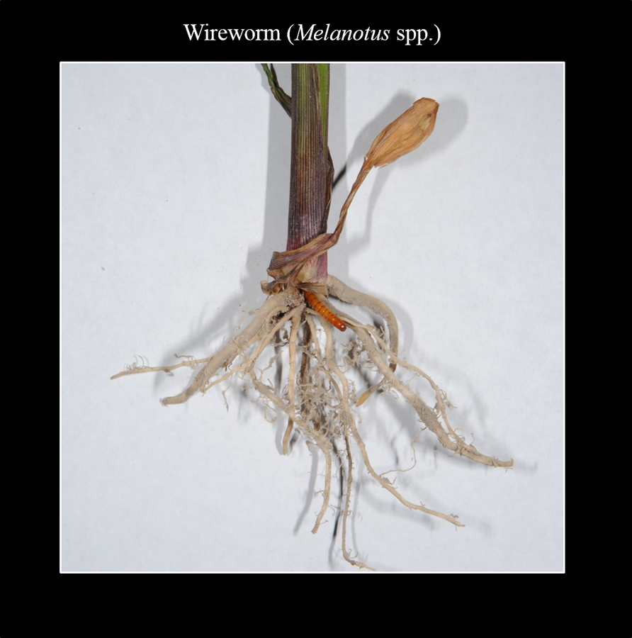 wireworm
