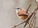 Carolina Wren