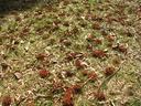 Grass covered with scattered reddish ant mounds and dry leaves