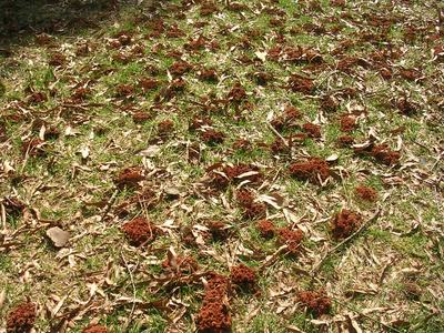 Grass covered with scattered reddish ant mounds and dry leaves