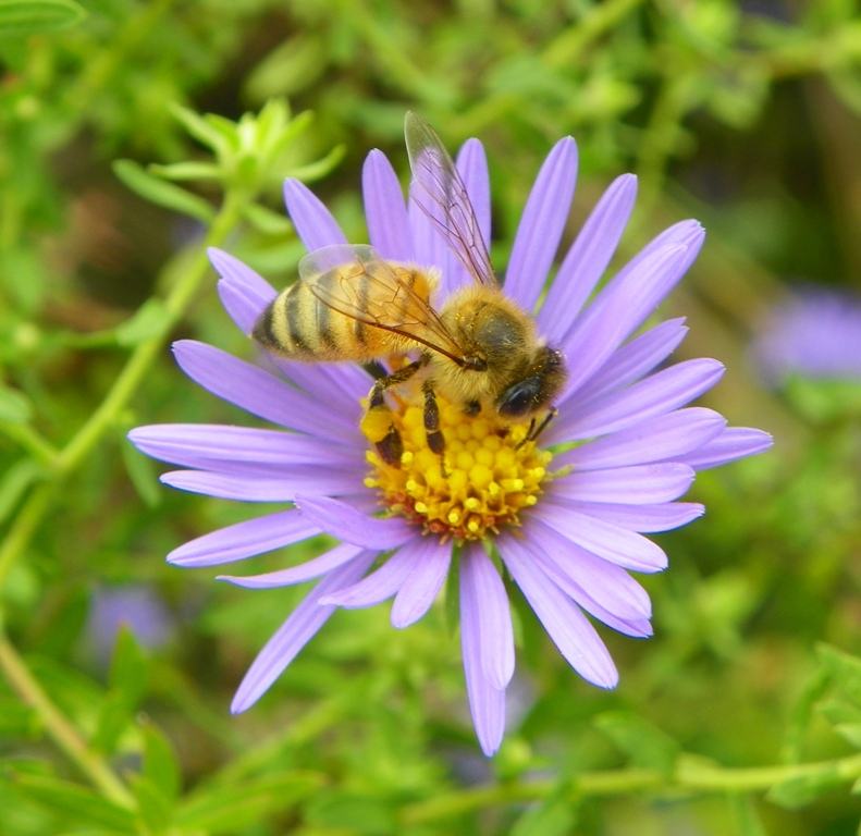 honeybee on flower