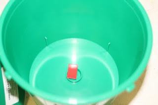 Pesticide strip placed in trap bottom. Photo: Hannah Burrack