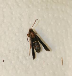 Female grape root borer moth one week after collection. Photo: Hannah Burrack