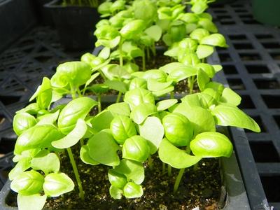 Young green seedlings growing in a plastic seed tray on a greenhouse bench
