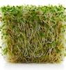 sprouts