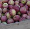 apples