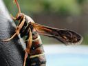 Large wasp clinging to black surface, showing striped abdomen and folded wings