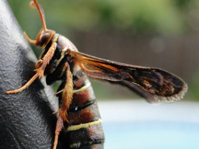 Large wasp clinging to black surface, showing striped abdomen and folded wings