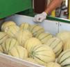 melons
