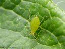 Green aphid on textured leaf, © MATT BERTONE 2014