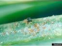 spruce spider mite