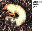 white grub