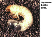 white grub