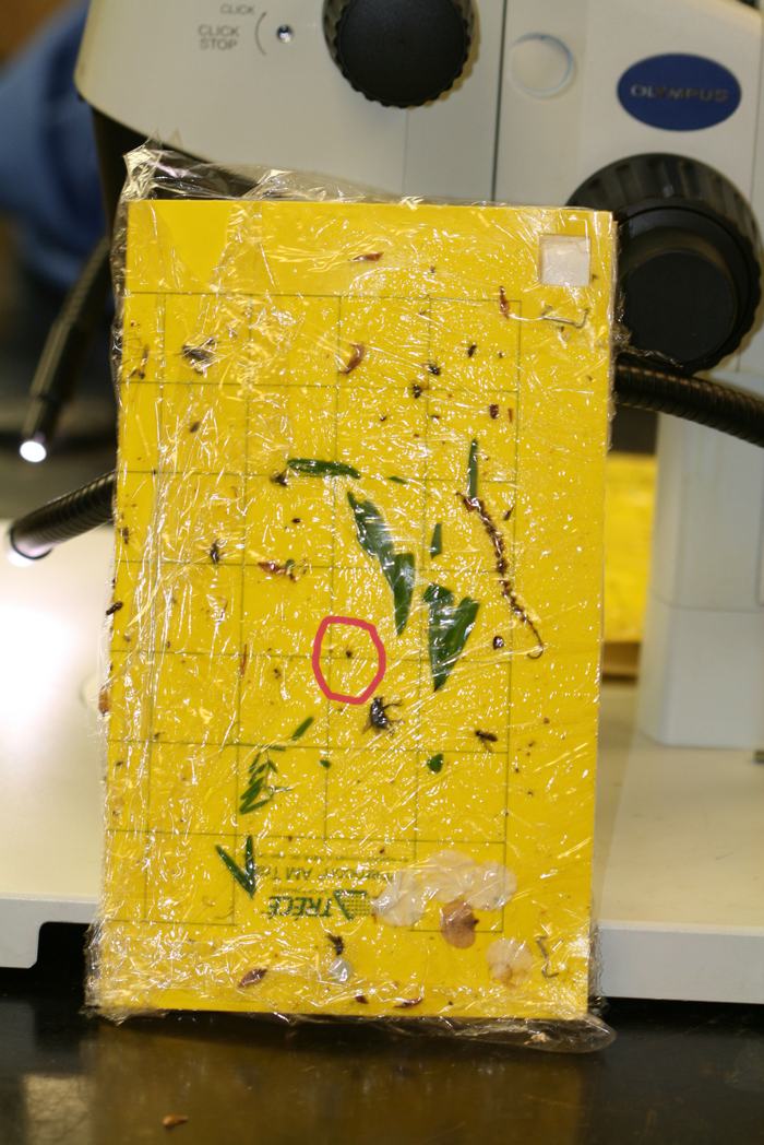 Strawberry clipper weevil adult on yellow sticky trap