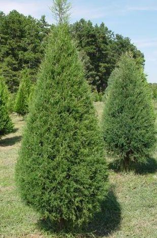 Eastern red cedar in field