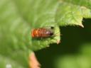 Male spotted wing drosophila on raspberry leaf.