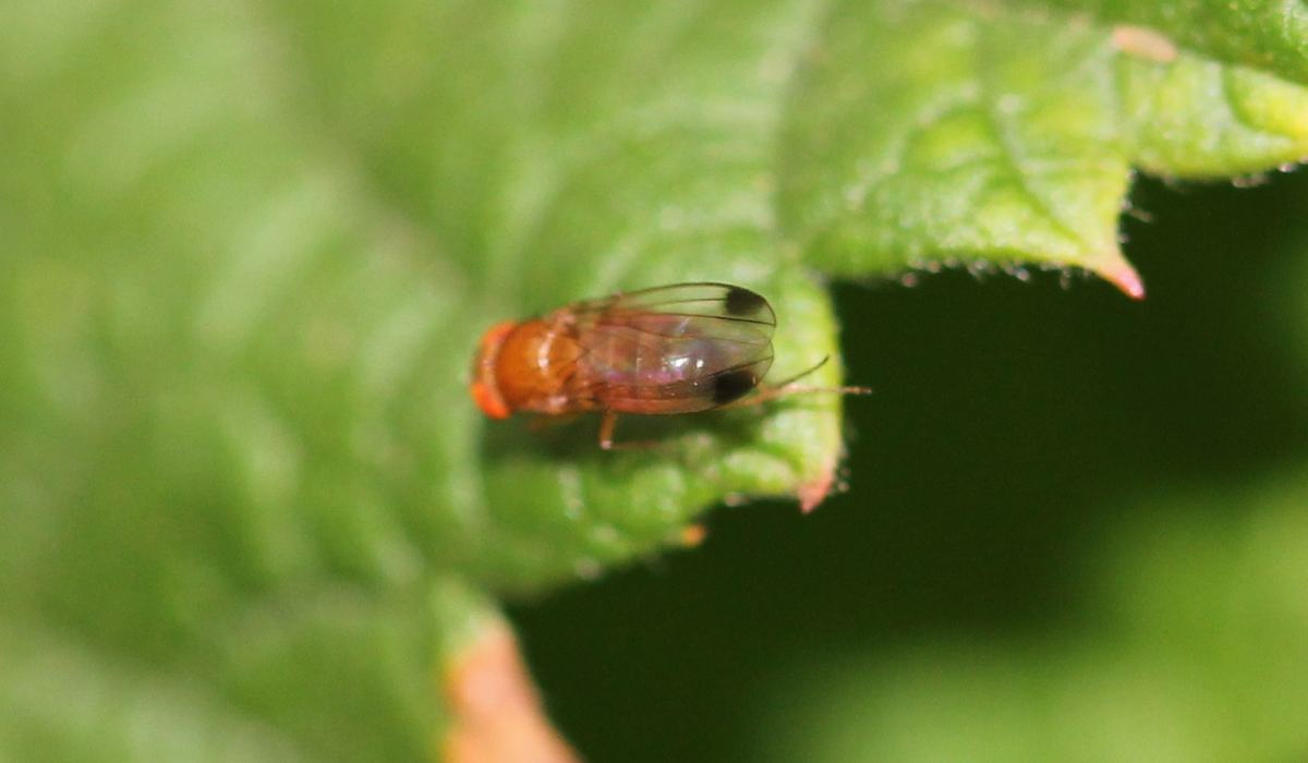 Clavus Insect What to Watch For: How Should North Carolina Strawberry Growers Plan ...