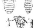 Three drawings: A cattle biting louse; B longnosed cattle louse; C backrub pesticide dispenser