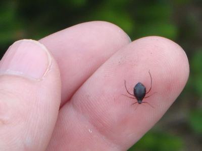 Close-up of a Cinara aphid