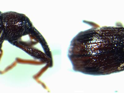 Brown weevil beetle, lateral and dorsal views showing elongated snout
