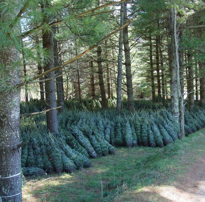 Cut trees stored under shade of white pines