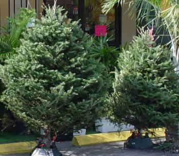 Failure to take up water