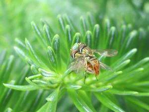 hover flies