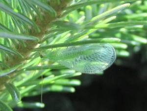 Lacewing adult