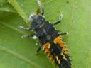 immature ladybug