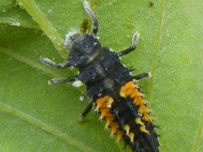 immature ladybug