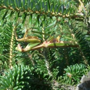 praying mantids
