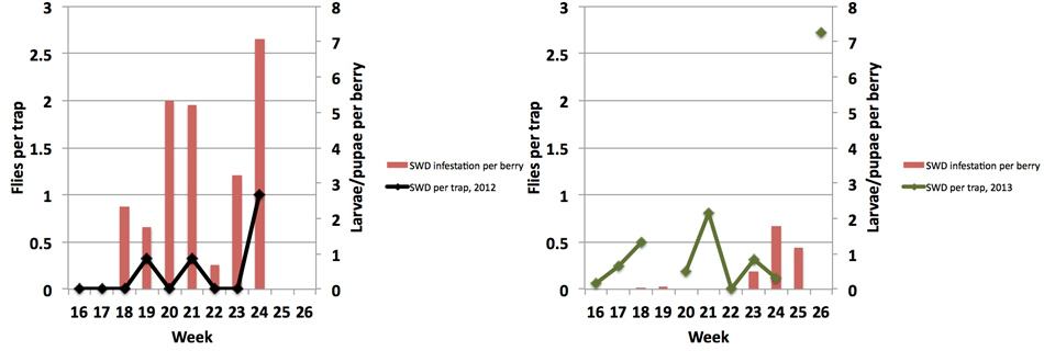 Data from untreated control plots at the Central Crops Research Station, Clatyon, NC. Spotted wing drosophila captures in 2012 (black line, left) and 2013 (green line, right) and fruit infestation (red bars). In 2012, traps were baited with apple cider vinegar and captured flies only after infestation was present. In 2013, traps were baited with yeast and sugar water and captured flies before infestation developed. Figures: Hannah Burrack
