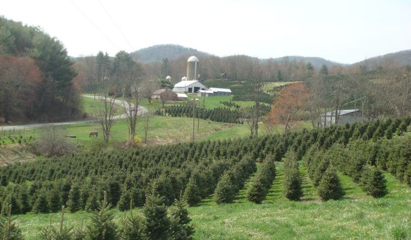 North Carolina Christmas Trees by the Numbers - Christmas Trees | NC ...