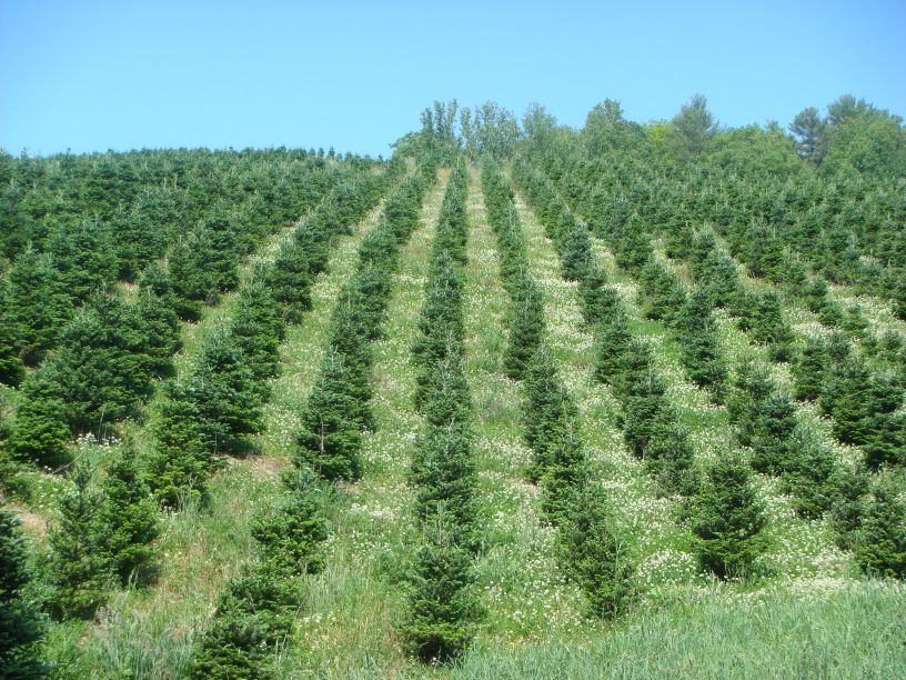 A field of young Fraser fir with good clover ground cover 