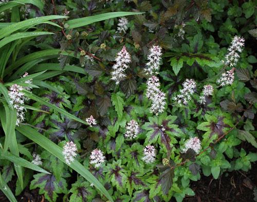 Spiderwort, eastern ninebark, and foamflower