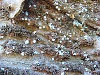 balsam woolly adelgid