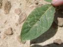Green leaf with dust and small hole held by fingertip over rocky ground