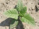 Young green seedling with six broad leaves growing on sandy soil