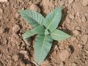 Young green seedling with six broad leaves on dry brown soil